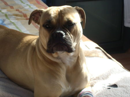 Olde English Bulldogge Hunde Foto 41360 in höherer Auflösung ansehen Olde English Bulldogge Sonnenbad