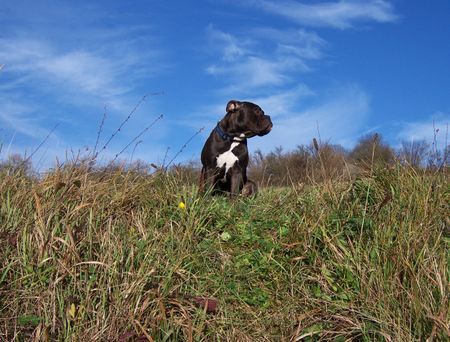 Olde English Bulldogge Mr. Will Turner : Rüde,unkastriert 