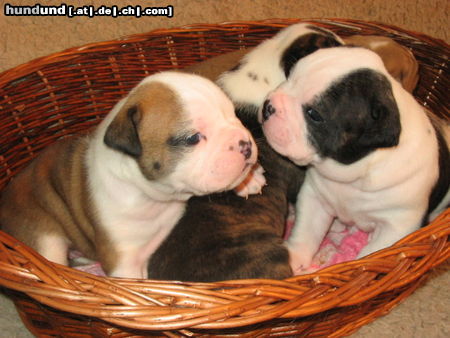 Olde English Bulldogge Hunde Foto 24962 in höherer Auflösung ansehen Olde English Bulldogge