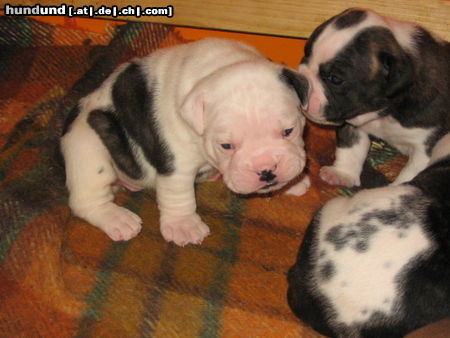 Olde English Bulldogge Hunde Foto 24963 in höherer Auflösung ansehen Olde English Bulldogge