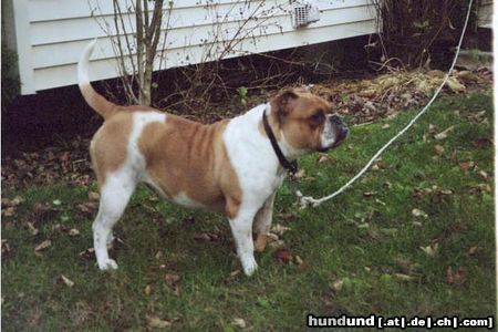 Olde English Bulldogge Hunde Foto 7416 Olde English Bulldogge Leavitt 100% Purebred Olde English Bulldogge, get the truth and the right information before you buy.