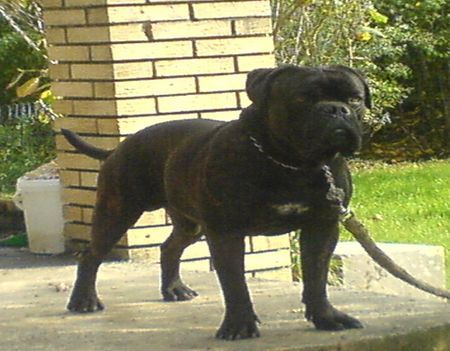 Olde English Bulldogge Unser Deckrüde Baxter von U-CAN-BULLDOG´s OEB-Kennel