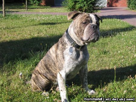 Olde English Bulldogge Hunde Foto 22727 Olde English Bulldogge