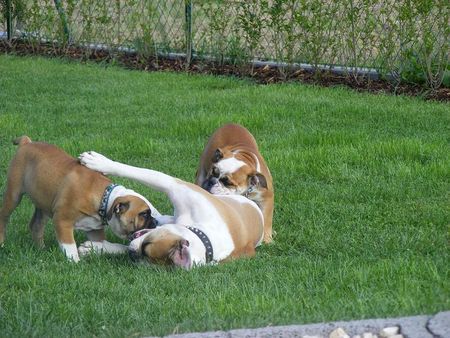 Olde English Bulldogge Lunas Babys