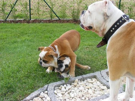 Olde English Bulldogge Lunas Babys