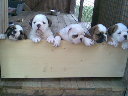 Olde English Bulldogge Lunas Babys