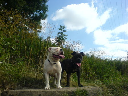 Olde English Bulldogge Hunde Foto 43074 in höherer Auflösung ansehen Olde English Bulldogge U-CAN-BULLDOG´s OEB-Kennel Baxter