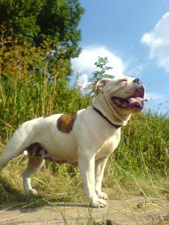 Olde English Bulldogge U-CAN-BULLDOG´s OEB-Kennel