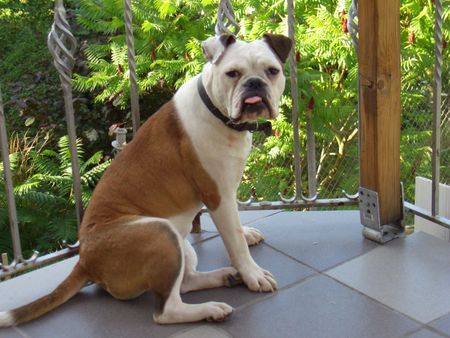 Olde English Bulldogge Diva