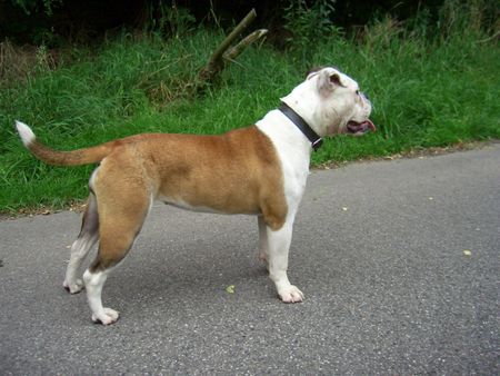 Olde English Bulldogge Hunde Foto 40079 in höherer Auflösung ansehen Olde English Bulldogge