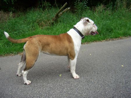 Olde English Bulldogge