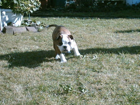 Olde English Bulldogge Hunde Foto 30861 in höherer Auflösung ansehen Olde English Bulldogge Linus
