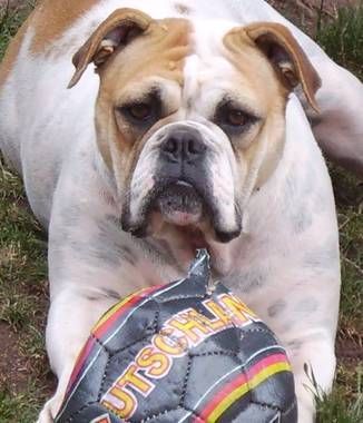 Olde English Bulldogge Ebby v. Frankenstein