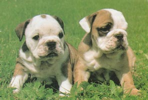Olde English Bulldogge Hunde Foto 37 Olde English Bulldogge