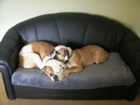 Olde English Bulldogge Luna & Angel