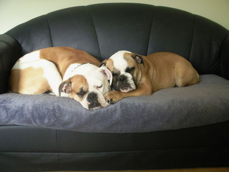 Olde English Bulldogge Luna & Angel