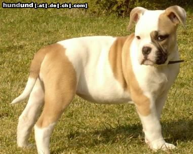 Olde English Bulldogge Hunde Foto 3609 Olde English Bulldogge Royal Angel´s Kennel