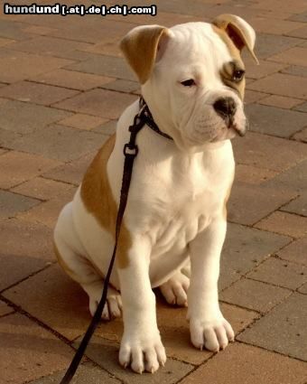 Olde English Bulldogge Hunde Foto 3610 Olde English Bulldogge Royal Angel´s Kennel