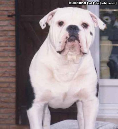 Olde English Bulldogge Hunde Foto 3827 Olde English Bulldogge Norseman Saxo