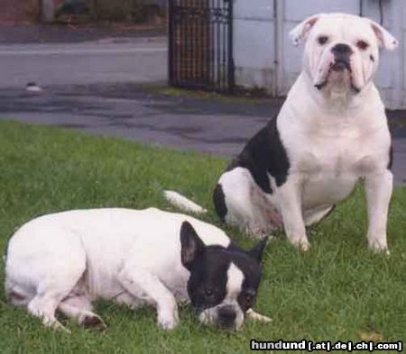 Olde English Bulldogge Hunde Foto 3831 Olde English Bulldogge Norseman Saxo