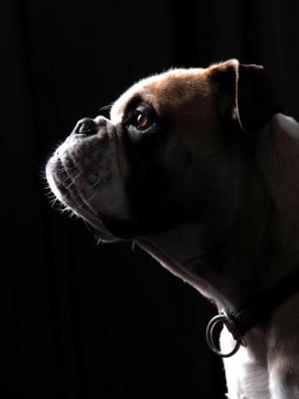 Olde English Bulldogge Unser Olde English Bulldog Bruno im Profil