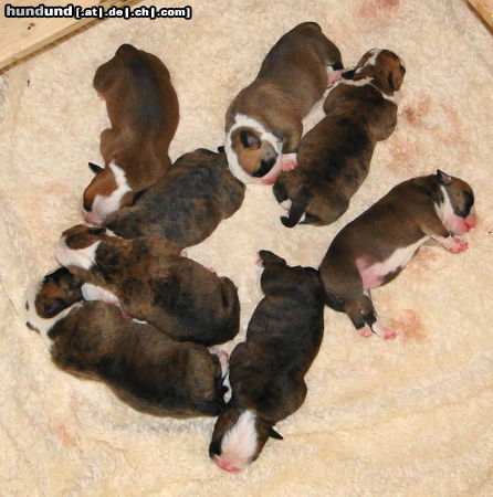 Olde English Bulldogge Hunde Foto 45876 Olde English Bulldogge Acht mal of Mystery Bulldogs