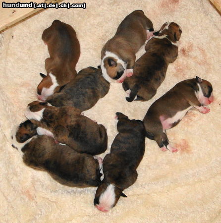 Olde English Bulldogge Acht mal of Mystery Bulldogs