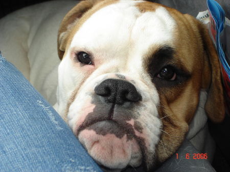 Olde English Bulldogge Buliwyf