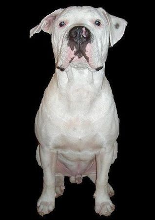 Olde English Bulldogge N  I  N  J  O   mit 5 Monaten