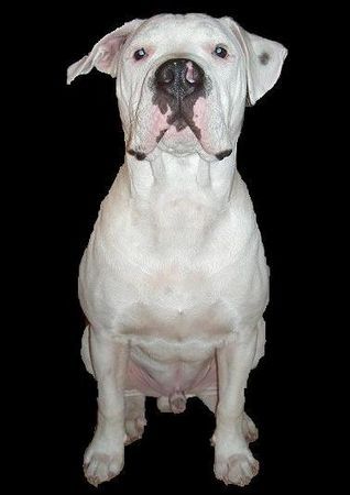Olde English Bulldogge Hunde Foto 33668 Olde English Bulldogge N I N J O mit 5 Monaten