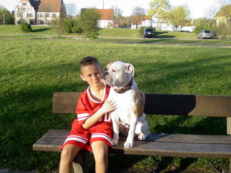 Olde English Bulldogge Hunde Foto 37966 in höherer Auflösung ansehen Olde English Bulldogge