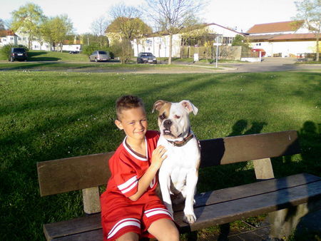 Olde English Bulldogge Kevin und Luna