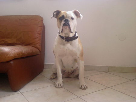 Olde English Bulldogge Hunde Foto 38373 in höherer Auflösung ansehen Olde English Bulldogge Meine schöne Luna