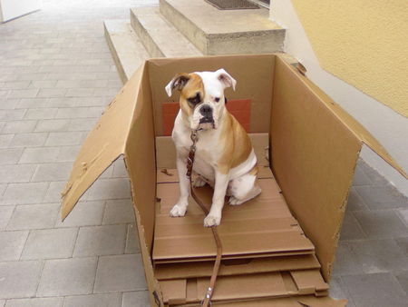 Olde English Bulldogge Luna im Karton