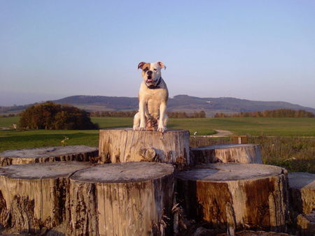 Olde English Bulldogge