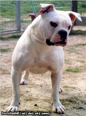 Olde English Bulldogge Hunde Foto 3829 Olde English Bulldogge Norseman Rockette