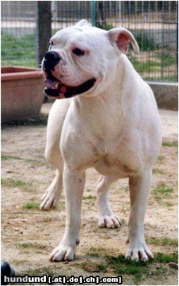 Olde English Bulldogge Hunde Foto 3830 Olde English Bulldogge Norseman Rockette
