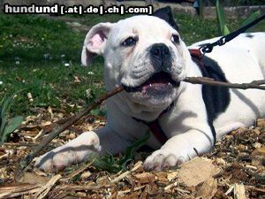 Olde English Bulldogge Hunde Foto 3828 Olde English Bulldogge Norseman Tom Elder