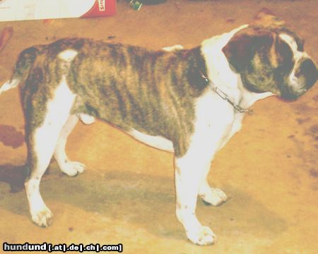 Olde English Bulldogge Hunde Foto 8278 Olde English Bulldogge 100% Leavitt Purebred/ The real OEB.