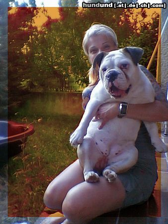 Olde English Bulldogge Hunde Foto 13324 Olde English Bulldogge