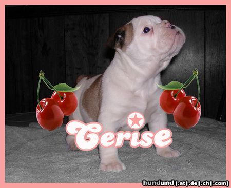 Olde English Bulldogge Hunde Foto 13301 Olde English Bulldogge blacknight s cerise