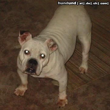 Olde English Bulldogge Hunde Foto 17354 in höherer Auflösung ansehen Olde English Bulldogge