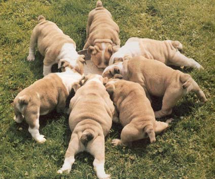 Olde English Bulldogge Hunde Foto 26 Olde English Bulldogge