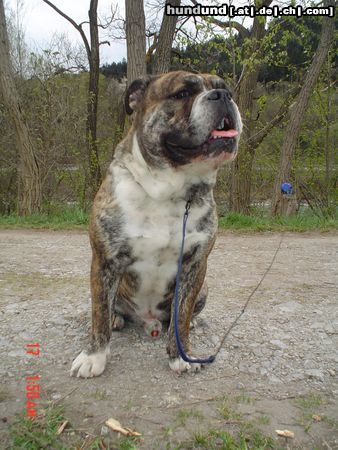 Olde English Bulldogge Hunde Foto 11587 Olde English Bulldogge