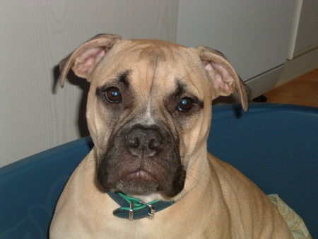Olde English Bulldogge Hunde Foto 35171 Olde English Bulldogge Miss Pepper