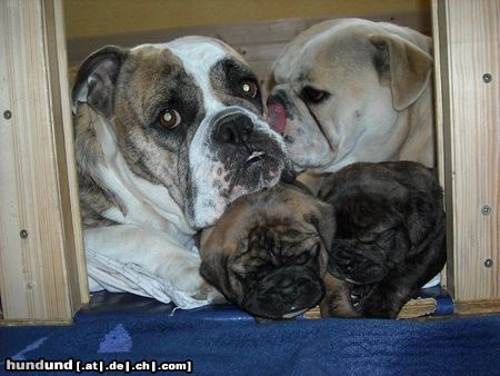 Olde English Bulldogge Angel vom Bullyhof