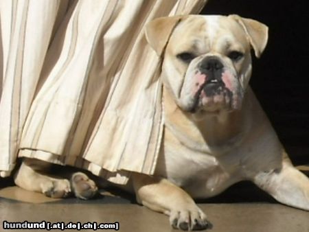 Olde English Bulldogge Hunde Foto 44761 in höherer Auflösung ansehen Olde English Bulldogge Angel vom Bullyhof