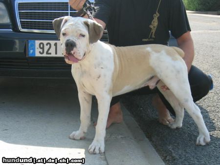 Olde English Bulldogge Hunde Foto 14370 Olde English Bulldogge campeiro-bulldogge