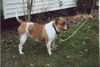 Olde English Bulldogge Foto: Leavitt 100% Purebred Olde English Bulldogge, get the truth and the right information before you buy. (ID 7416) Olde English Bulldogge Hund