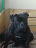 Olde English Bulldogge Foto: U-CAN-BULLDOG´s OEB-Kennel Baxter (ID 43073) Olde English Bulldogge Hund